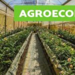 7047 agroecologia