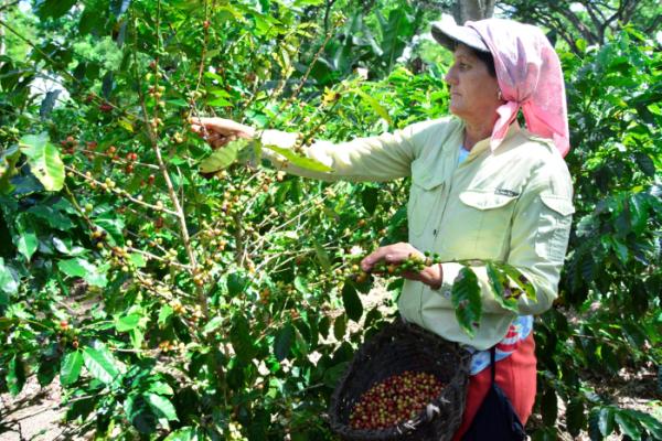 Crece incorporación de la mujer espirituana al sector cooperativo y campesino