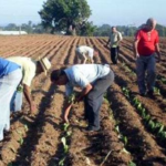 10 10 cultivo tabaco