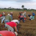 CTC trabajo voluntario