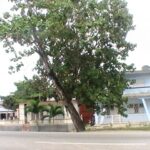 majaguas de la entrada desde guayos 3