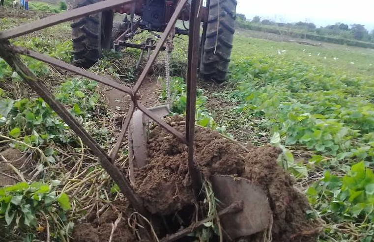 El rendimiento opaca la Agricultura espirituana