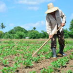 3 campesino cabaiguanense