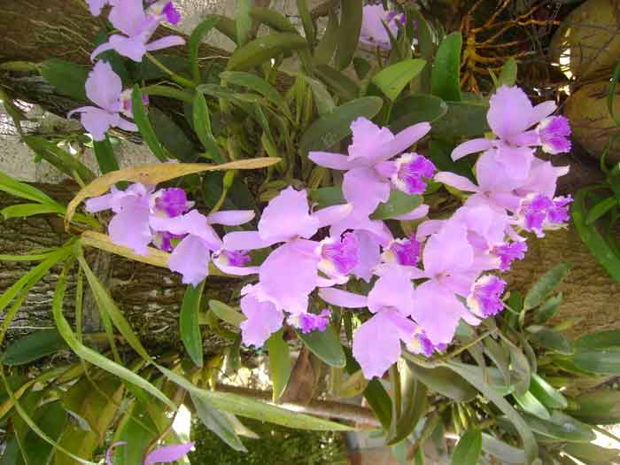 Cabaiguán viste de orquídeas