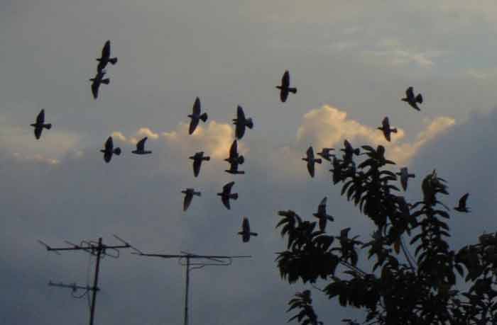 Palomas y palomeros