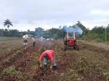 Cabaiguán abre enero a pie de surco