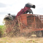 zafra azucarera en el uruguay