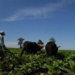 1 campesinos cabaiguan