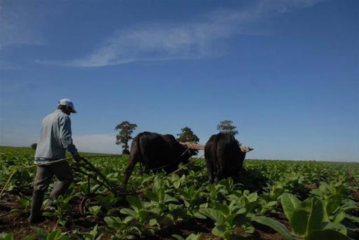 Campesinos de Cabaiguán enfrentan retos difíciles