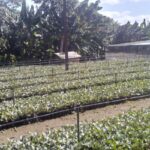 cultivo de la guayaba 1 1