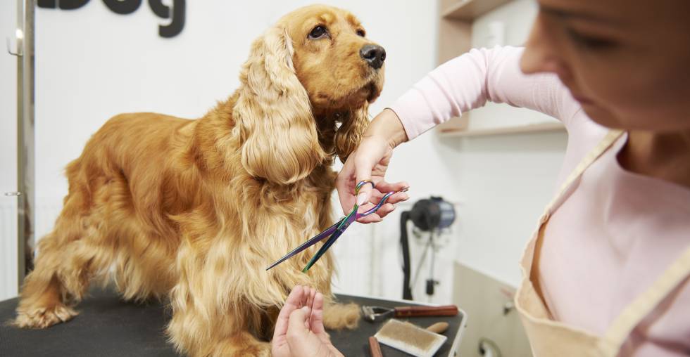 Mantiene la prestación de sus servicios Clínica Veterinaria de Cabaiguán a pesar de la falta de medicamentos