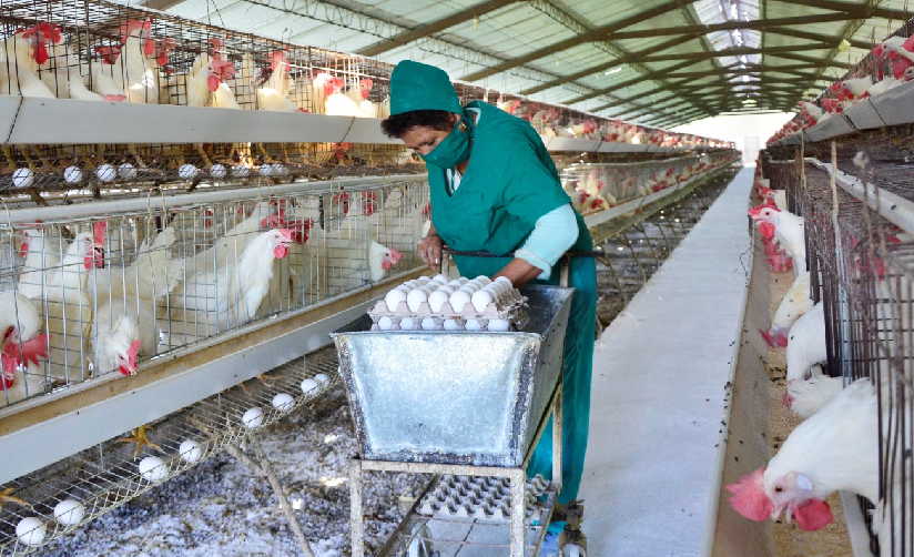 Significativo aporte de la mujer espirituana a la economía