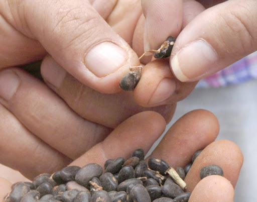 Trabaja estación de Sanidad Vegetal de Cabaiguán para reducir impacto de la plaga del frijol