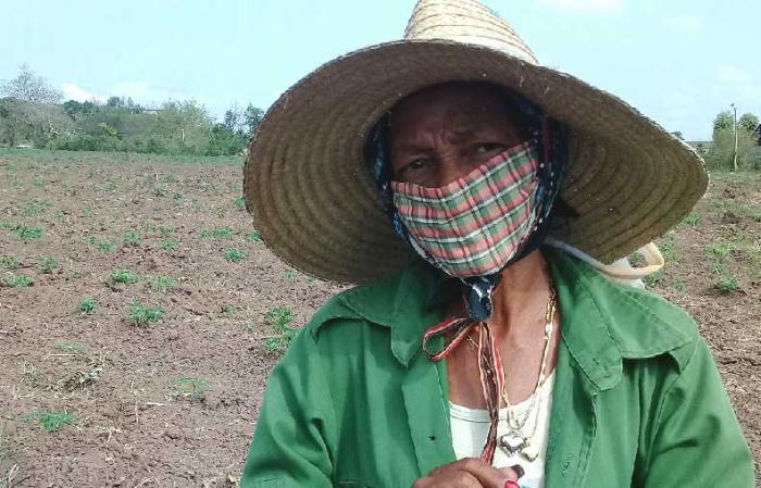 La “Juan González” de Cabaiguán sobresale en la producción de alimentos en tiempos de la COVID-19