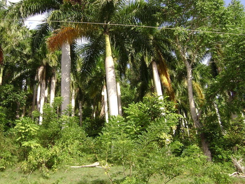 Las Palmeras de nuestros campos