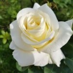 4 foto rosa blanca