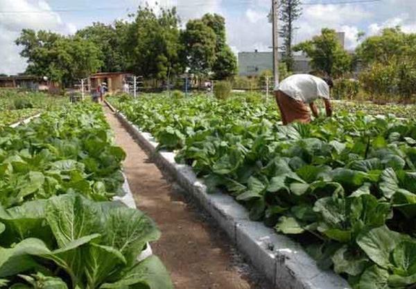 Producciones agropecuarias resultan insuficientes para cubrir la demanda