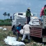 productores agricolas de cabaiguan 1434