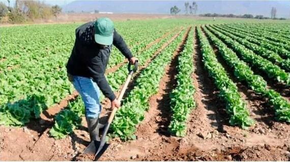Potencia el sector campesino en Cabaiguán la diversidad en la producción de alimentos