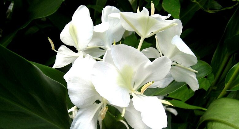 La Mariposa: Flor Nacional de todos los cubanos