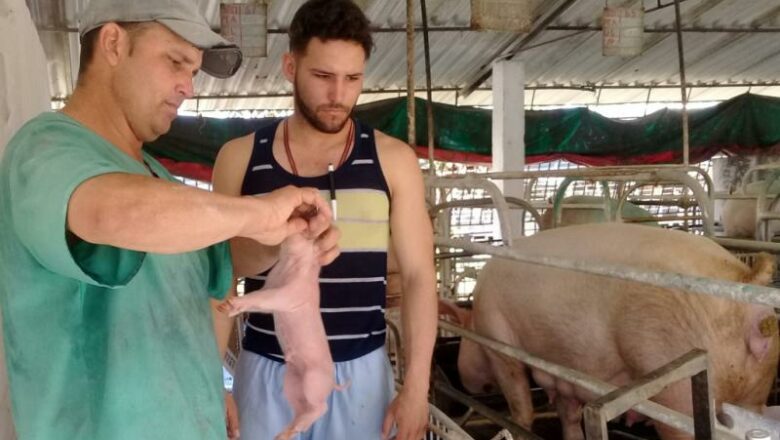 Centro Genético Porcino de Cabaiguán: Un paraíso para la reproducción