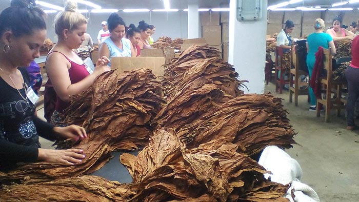 El arte en la producción del tabaco