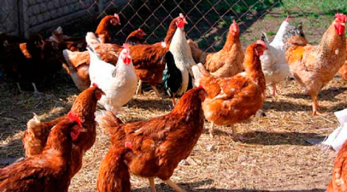 “Alimentar” el patio de gallinas