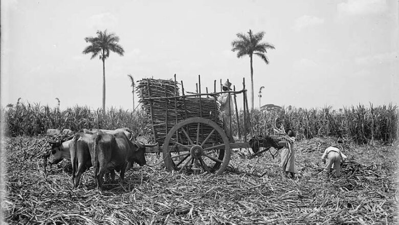 Guayos entre 1900 a 1959