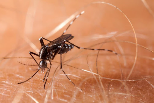 A + Aedes aegypti + dengue en Cabaiguán