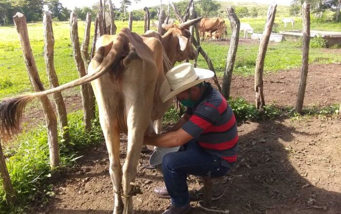Nací entre las patas de una vaca