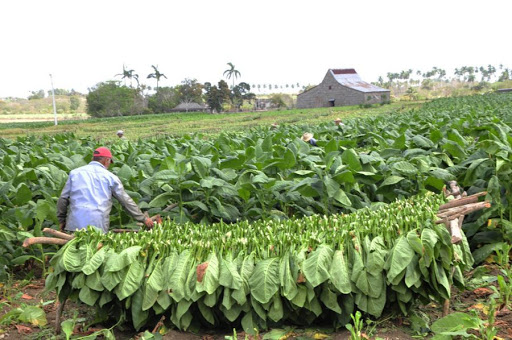 Implementan en Cabaiguán plataforma tecnológica FitoTab en beneficio de la producción tabacalera