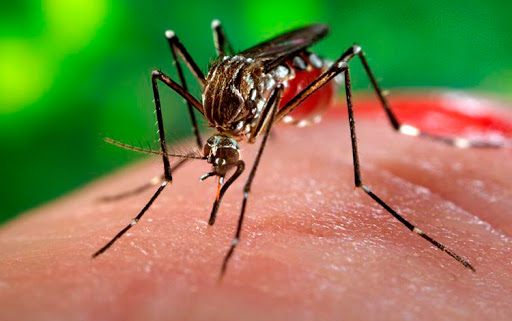 Para completar el Aedes alquila en Cabaiguán