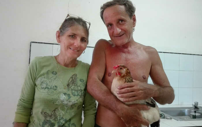 Gallina colabora con tareas del hogar (+ Video)