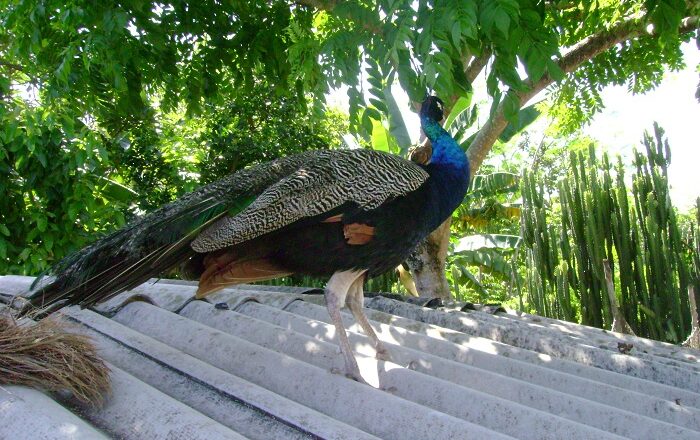 El Pavo Real