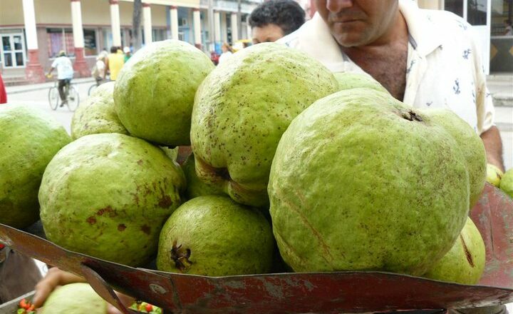 Guayaba