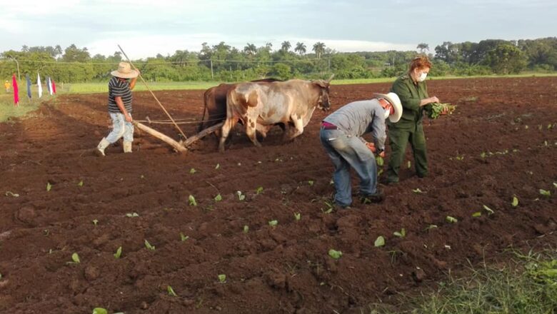 Comienza siembra de tabaco en Cabaiguán