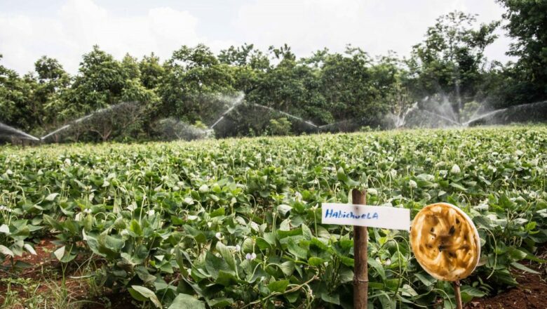 Refuerzan técnicas agroecológicas en Cabaiguán