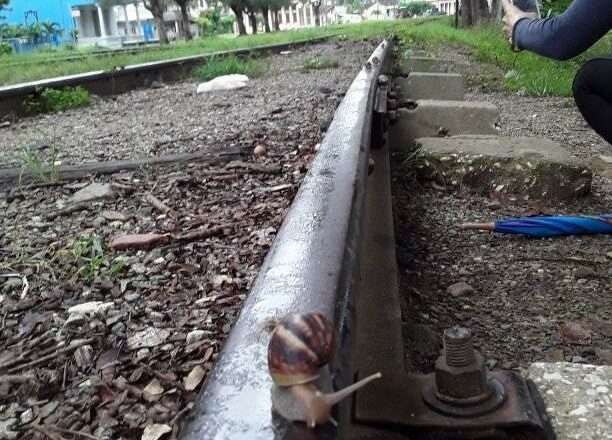 Caracol Gigante africano viaja por ferrocarril en Cabaiguán (+ Fotos)