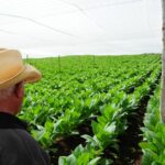 Felix alvarez revisando el tabaco tapado 10