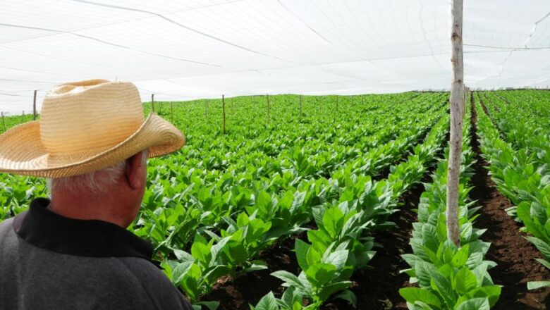 Cabaiguán celebra día del Trabajador Agropecuario (+ Fotos)