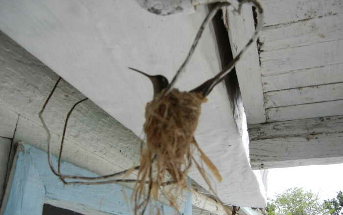 Nido del colibrí