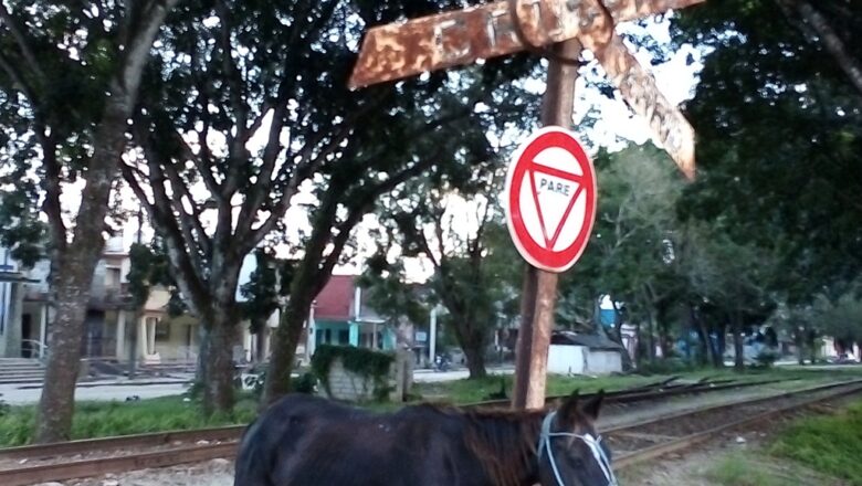 Esperando que pase el tren