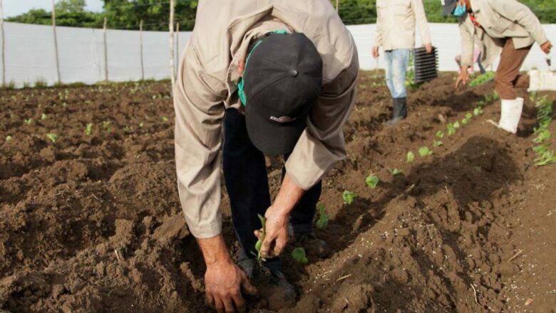 En marcha la siembra de tabaco en Sancti Spíritus