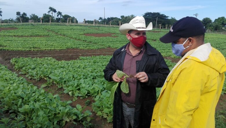 Evalúan directivos del Consejo de Defensa de Cabaiguán, daños ocasionados por intensas lluvias a la agricultura
