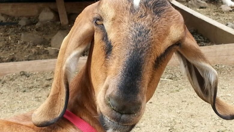 El día que le dio rabia a la chiva de Tite Chaveta