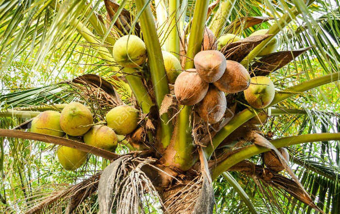 El cocotero, no solo nos sirve el coco