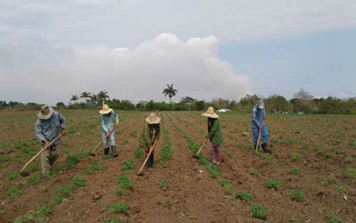 Cooperativa cabaiguanense transita por los surcos de la recuperación