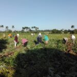 2 trabajo voluntario cabaiguan