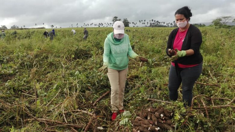 Recuerdan al Che Guevara con Jornada de trabajo voluntario en Cabaiguán