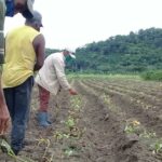 agricultura en sancti spiritus